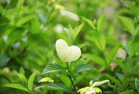 Words of Hope: Love Abundant