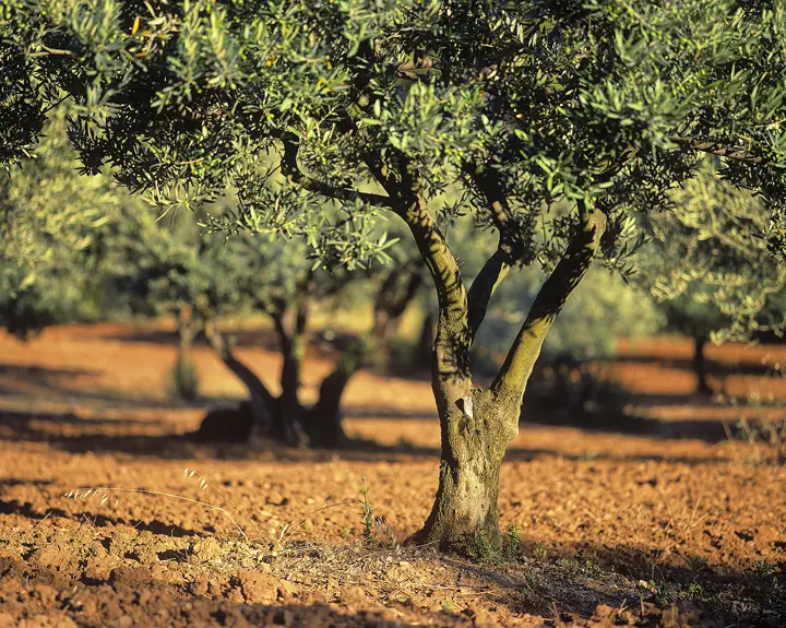 olive grove