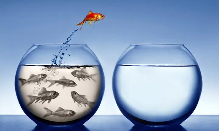 fish bowl