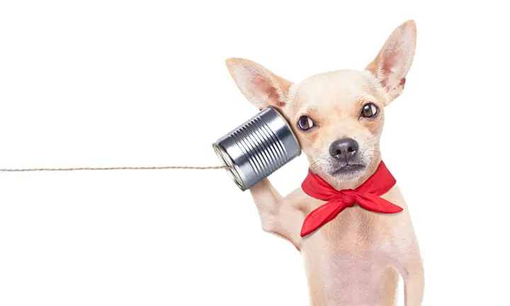 dog call