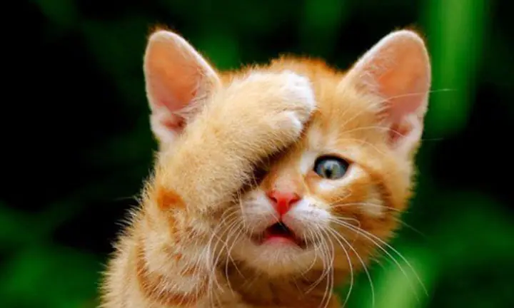 cat