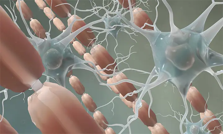 myelin