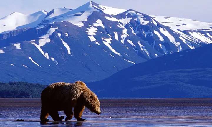 Bear