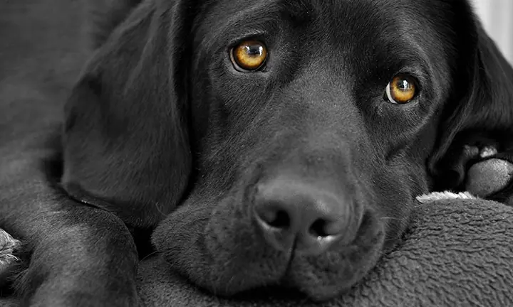 black lab