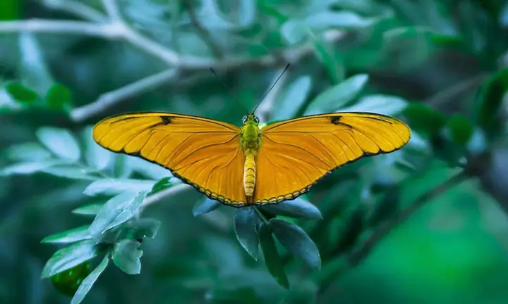 butterfly