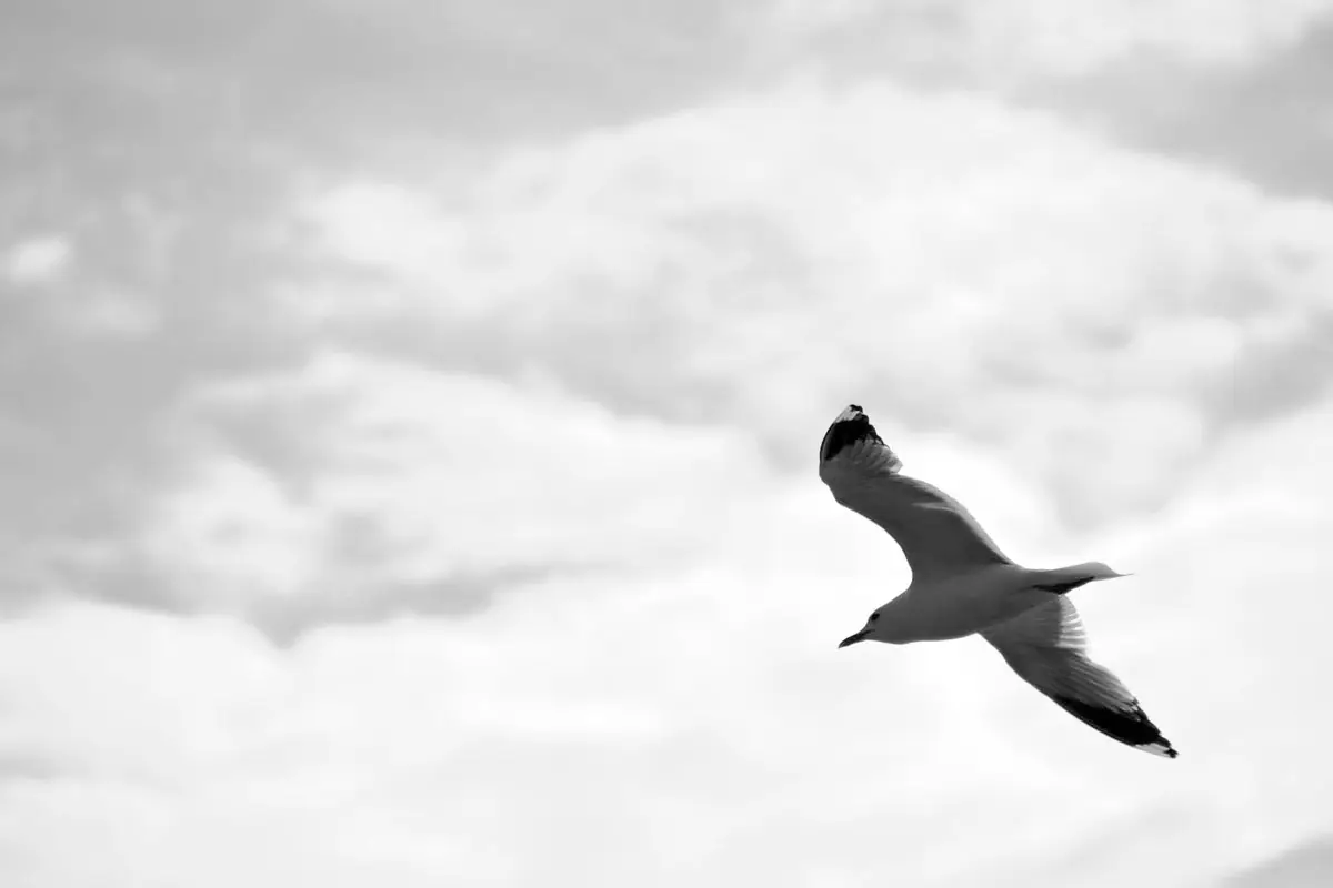 bird