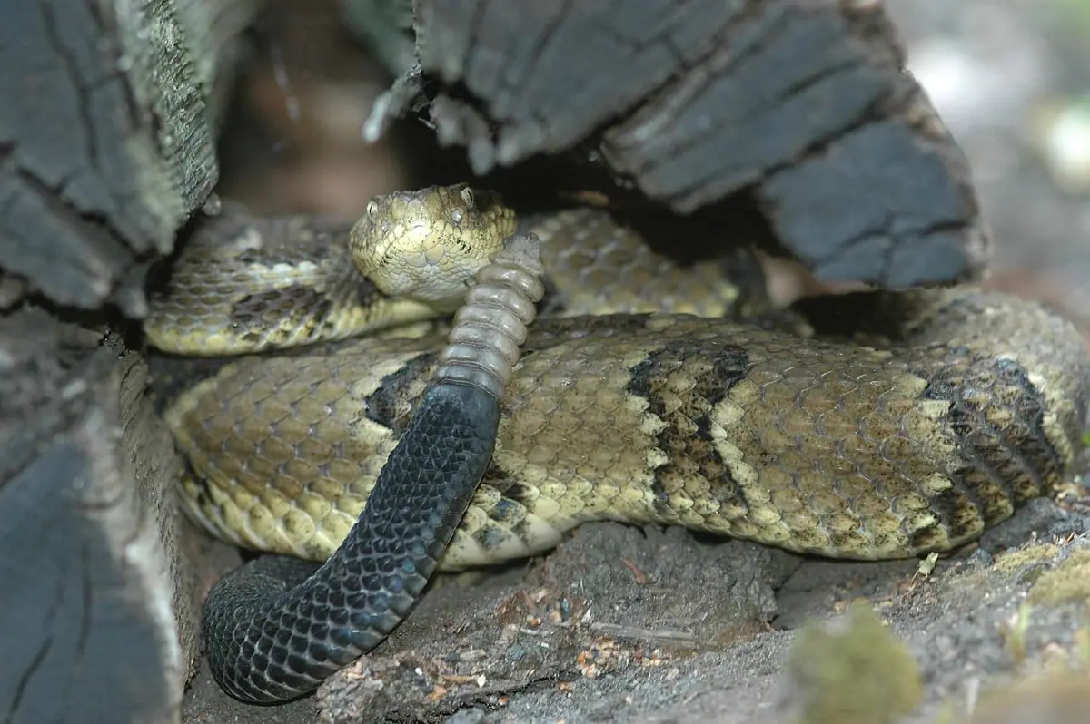 snake line