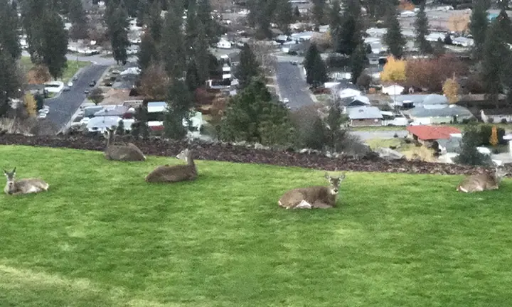 deer
