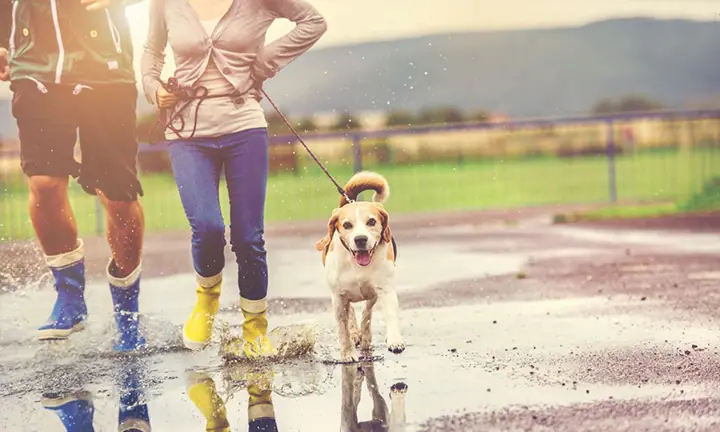 dog-walking