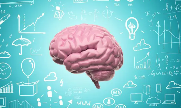 Brain