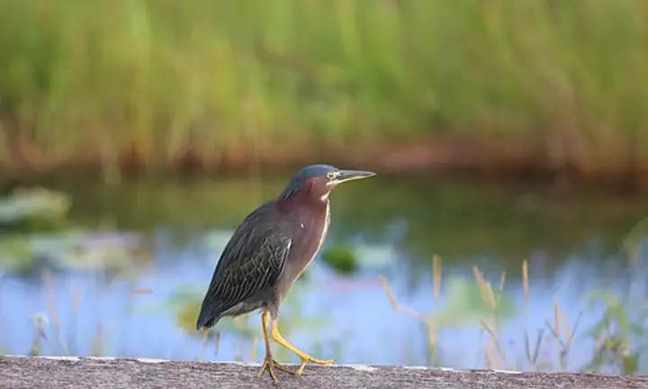 Heron